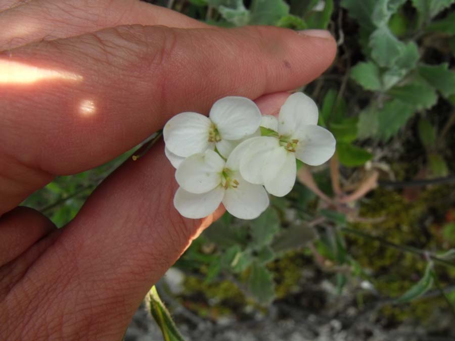 Matthiola (?) rupestre garganica da ID